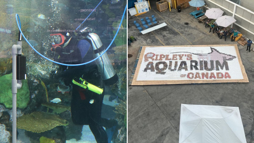 ripleys 10 year records split image