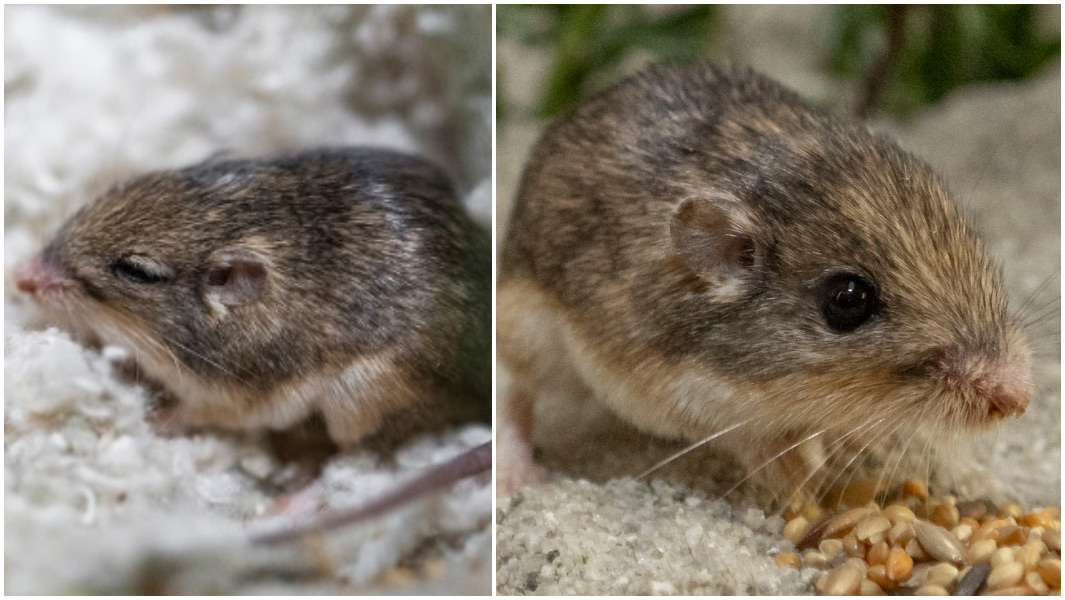 split image of oldest mouse ever