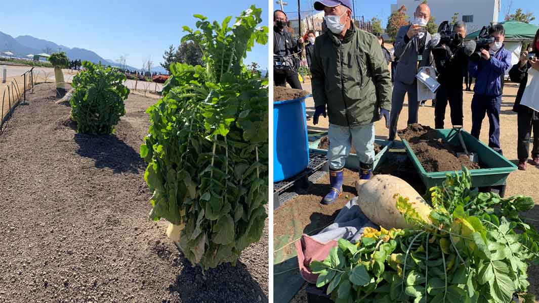 Heaviest Radish Header
