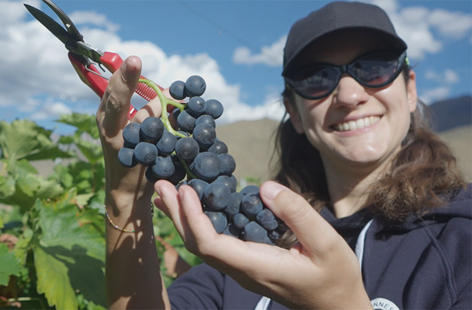 Anouk collecting grapes