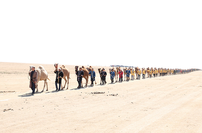 camels walk across a sandy farm