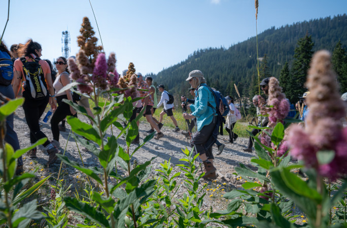 Hikers walking next to purple flowers