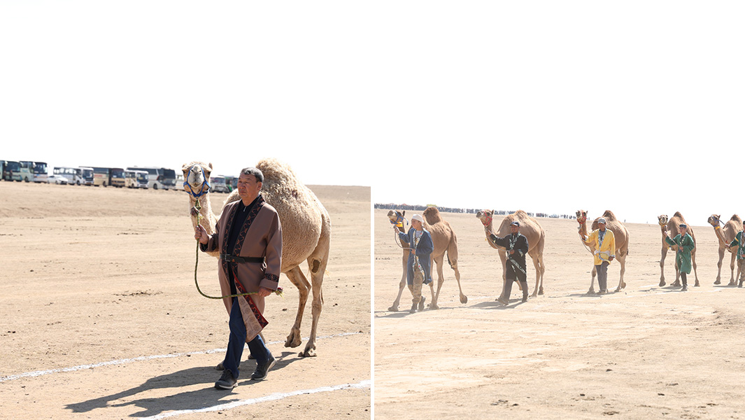 split image of a handler leading a camel and a line of different coloured camels walking in a straight line