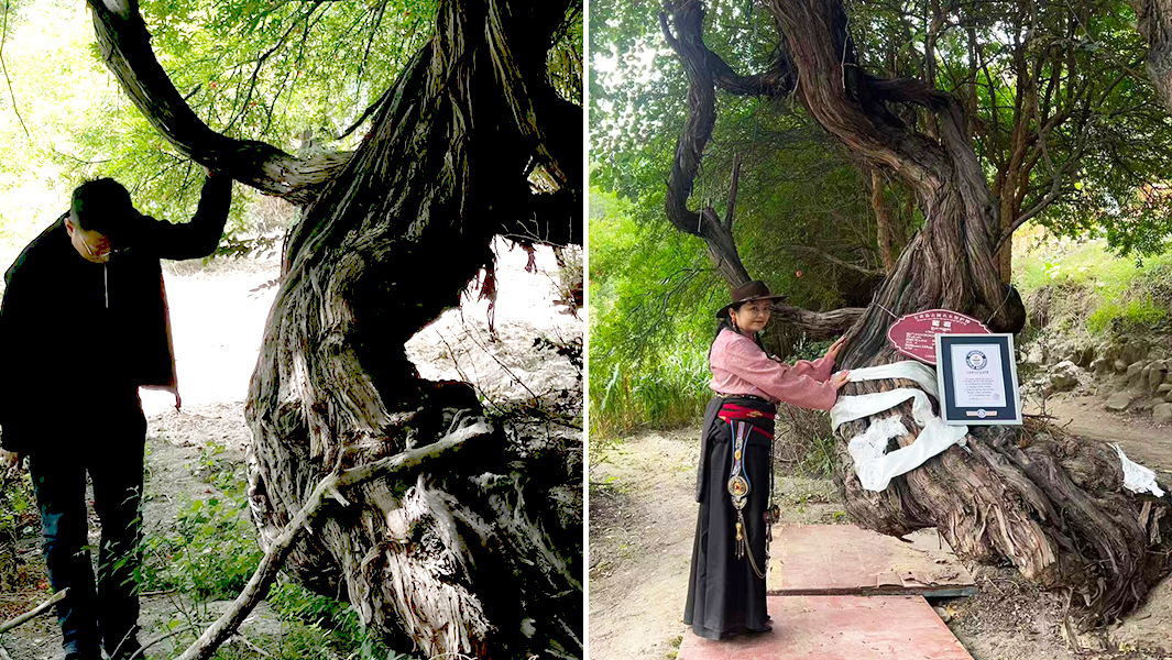 Split image of the vine and organizers with GWR certificate