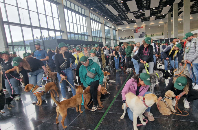 The dogs lined up for the event