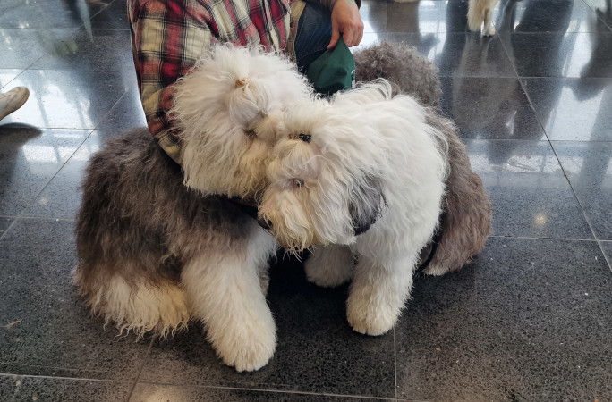 Two furry dogs at the event