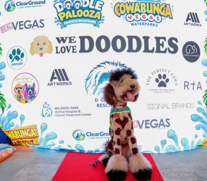A dog covered in spots like a cheetah, taking a photo in front of the Doodles banner