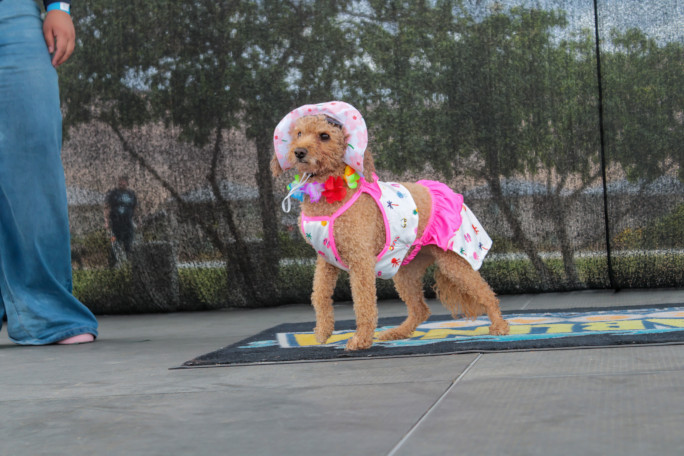 A dog wearing a bikini and sun hat
