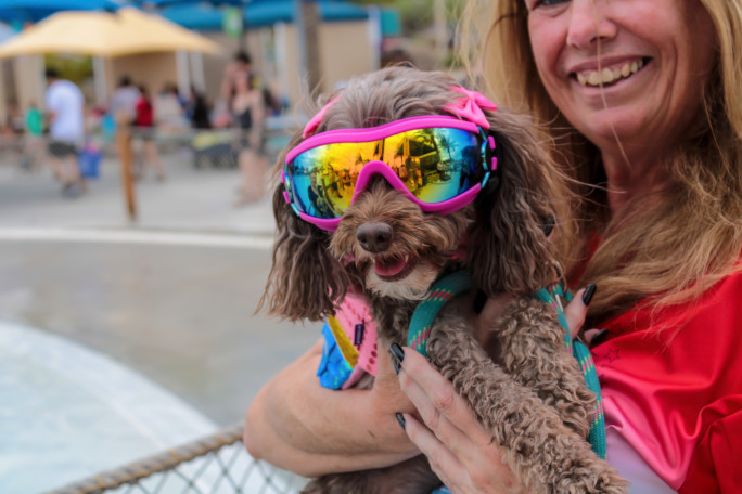 A doodle wearing sunglasses