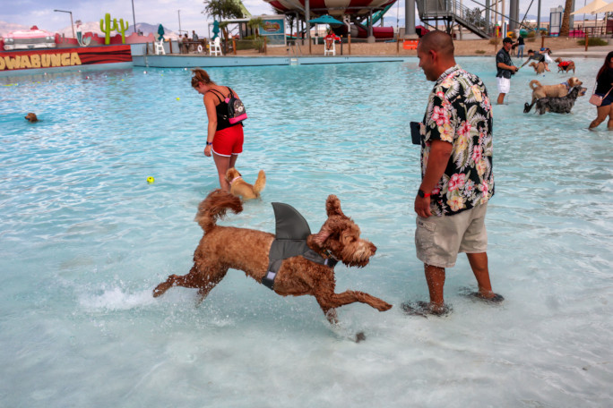 Dog wearing a shark fin floatie
