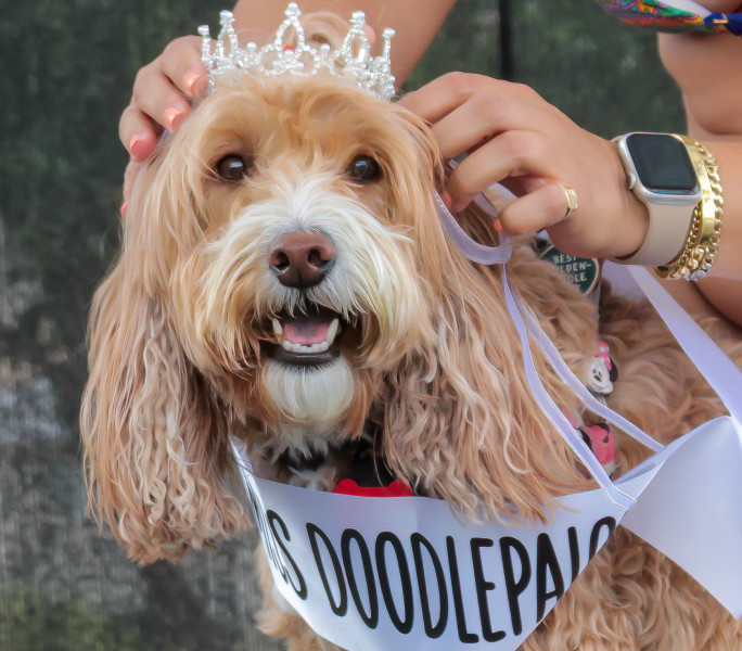 A doodle being crowned Miss Doodlepalooza