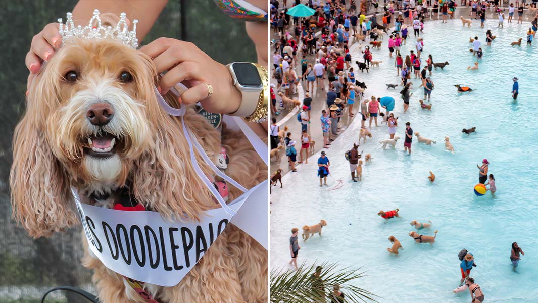 Split image of a doodle with a tiara, and a drone shot of the water park filled with dogs and people
