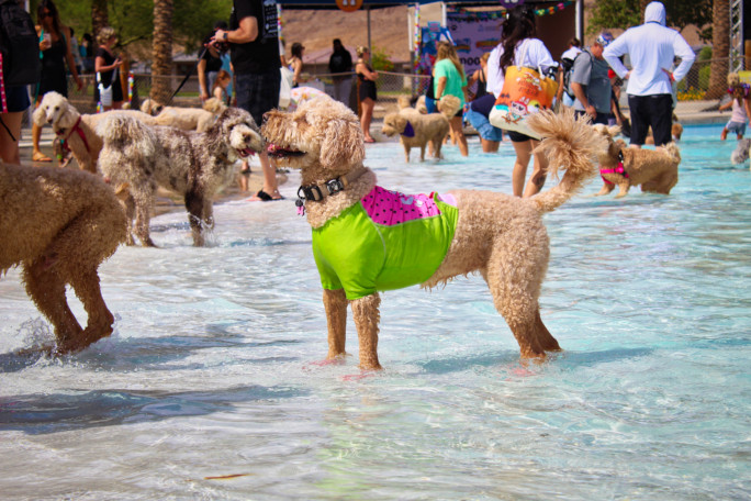 A dog wearing a neon swimsuit