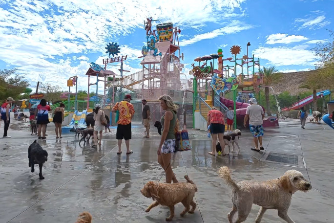Dogs enjoying the kiddie splash pad