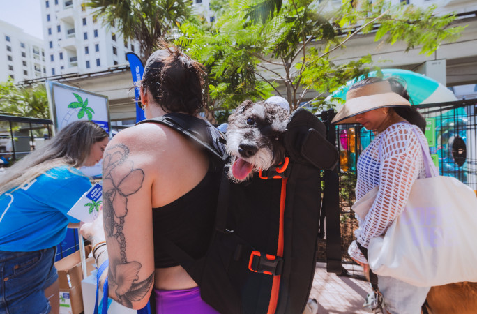 A dog smiling inside a doggy backpack