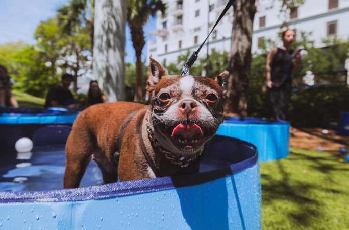 A frenchie enjoying the paddling pool