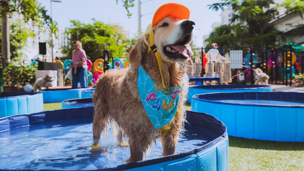 A golden retriever sitting in a pool during Chewy's dog pool party