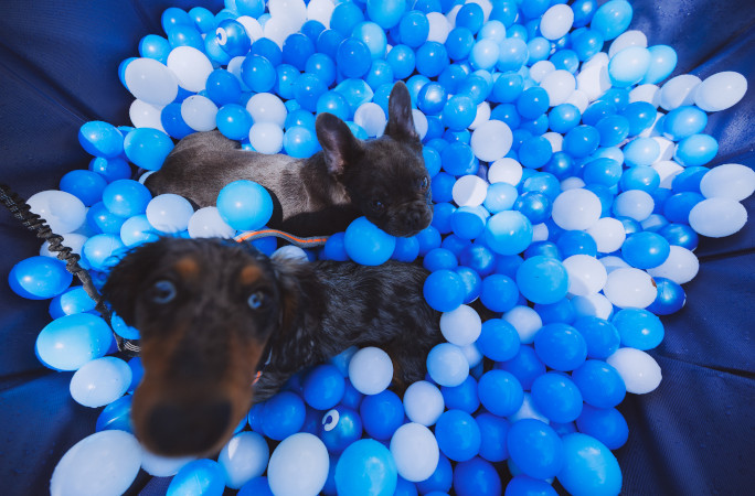 Two dogs in a ball pit