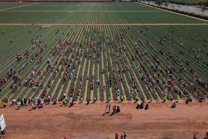 Shot of the field full with people picking strawberries