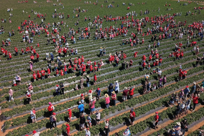 Shot of the field, full of people picking strawberries