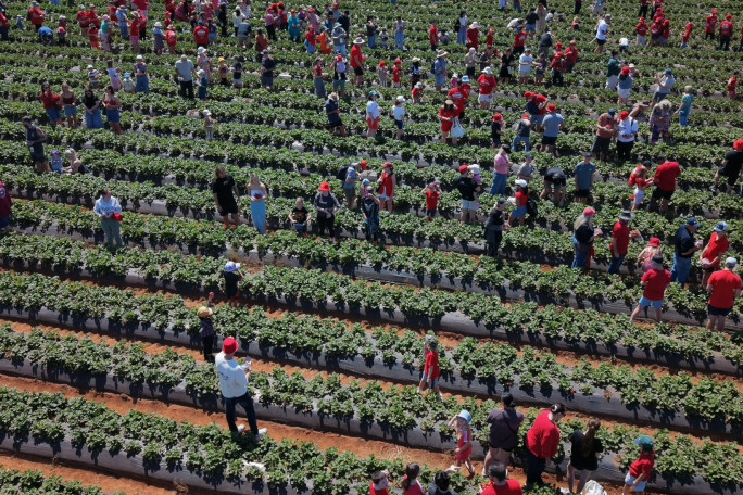 The field full of participants picking berries
