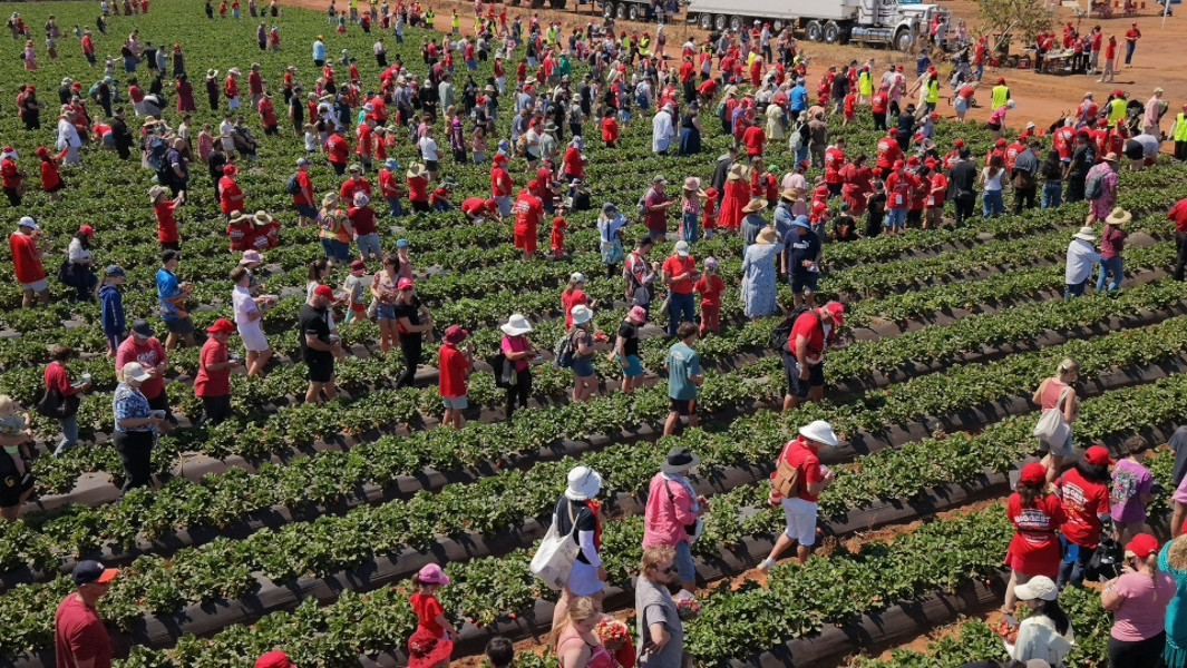 Crowd of people in red shirts walking through SSS Strawberries field