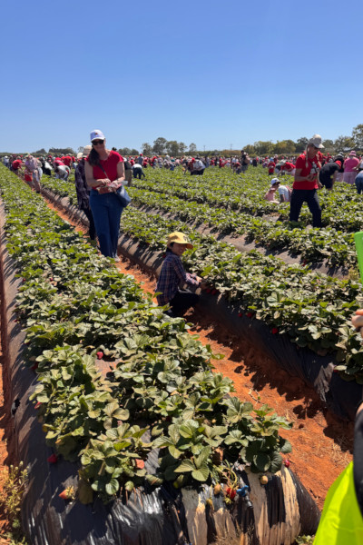 A little boy picking strawberries at the attempt