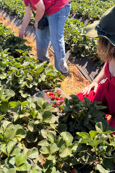 A little girl picking strawberries at the attempt
