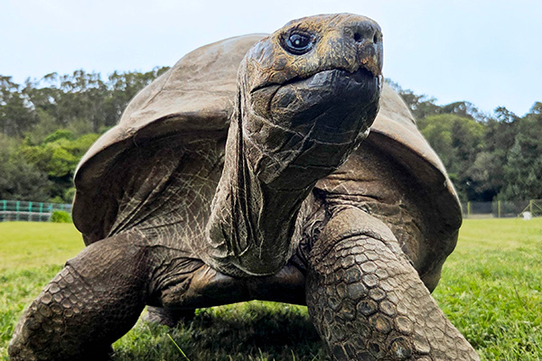Jonathan the Tortoise