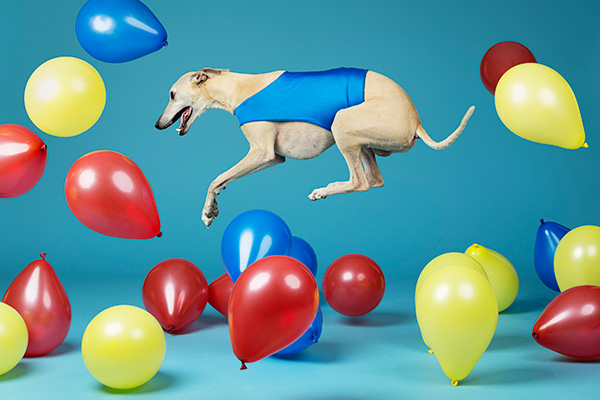 Dog jumping with balloons