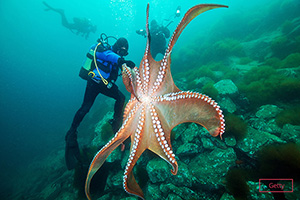 Largest Octopus