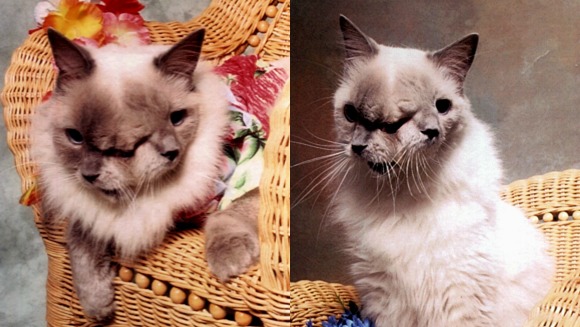 Janus Cat world records