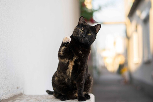 Black cat with white background