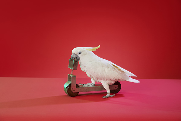Parrot with red background