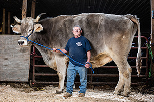 Tommy the tallest steer. 