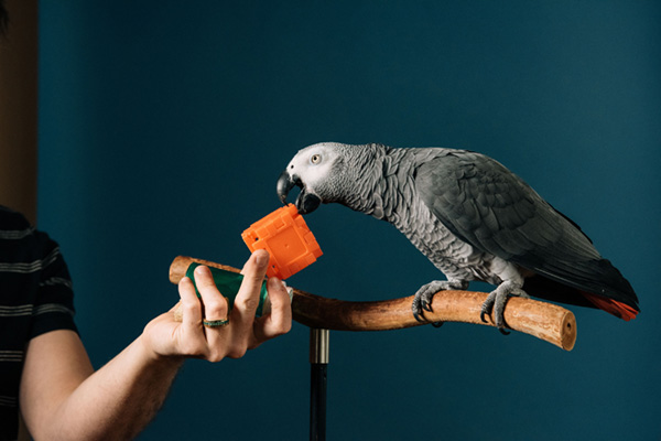 Apollo The Genius Parrot 
