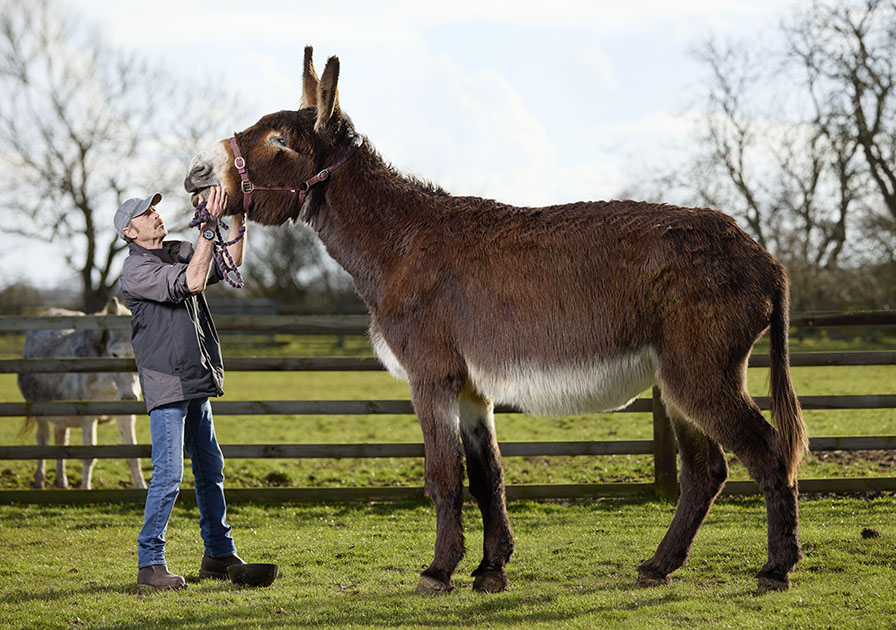 Tallest donkey with blue sky in the background