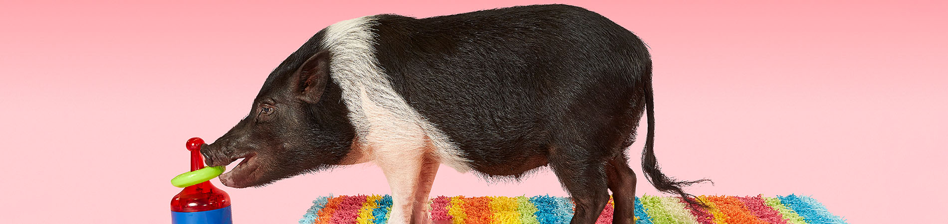 Pink background most tricks by a pig