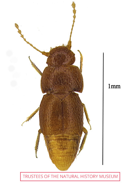  new beetle species named after Greta called Nelloptodes gretae