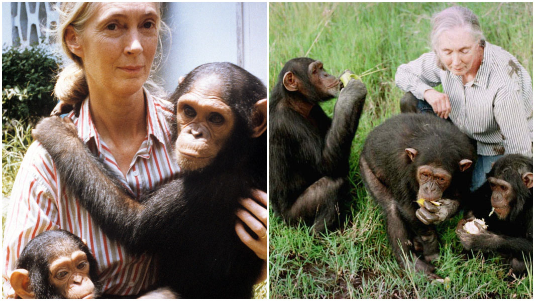 Jane Goodall split image