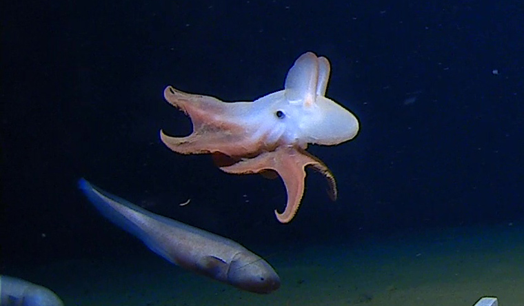deepest octopus grimpoteuthis dumbo octopus