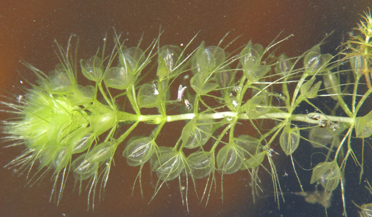 Fastest predatory plant - southern bladderwort