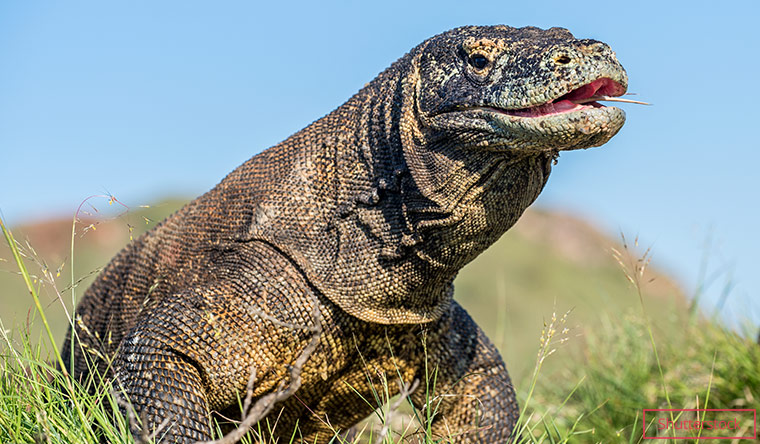 Komodo Dragon with tongue out