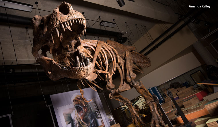 Skeleton of Scotty, one of the largest T. rex specimens found