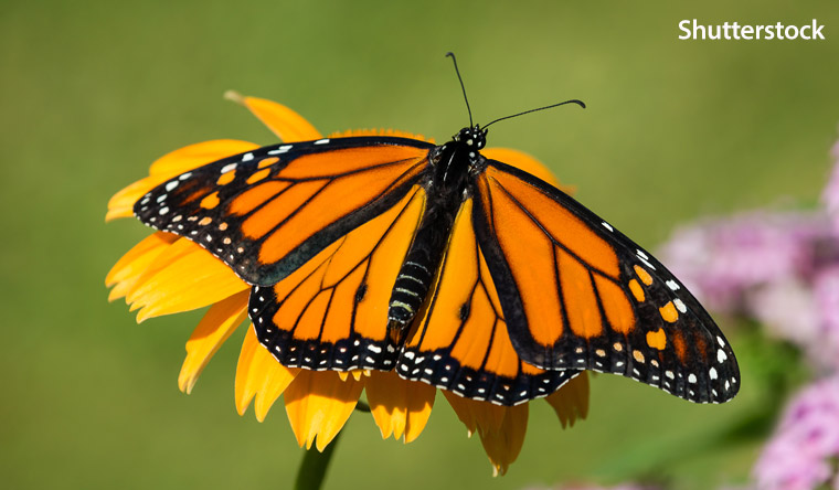 Butterfly on a flower
