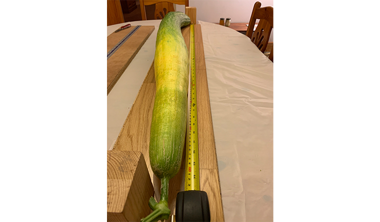 Longest cucumber