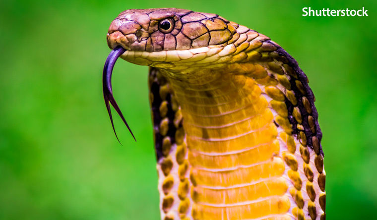 King Cobra with tongue out