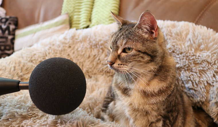 Bella the cat sat next to a microphone