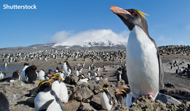 a large group of penguins