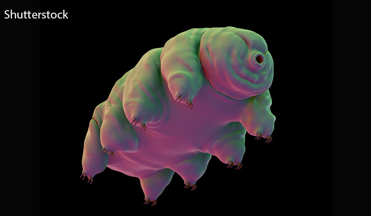 Tardigrade